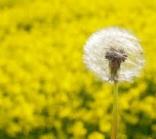 Spring has Sprung … and here comes the hayfever