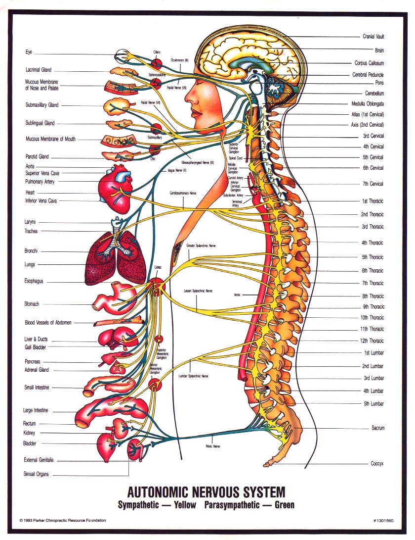 central nervous system